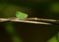 /album/hemiptera/acanalonia-conica-jpg/